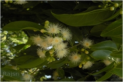 Syzygium hemisphericum